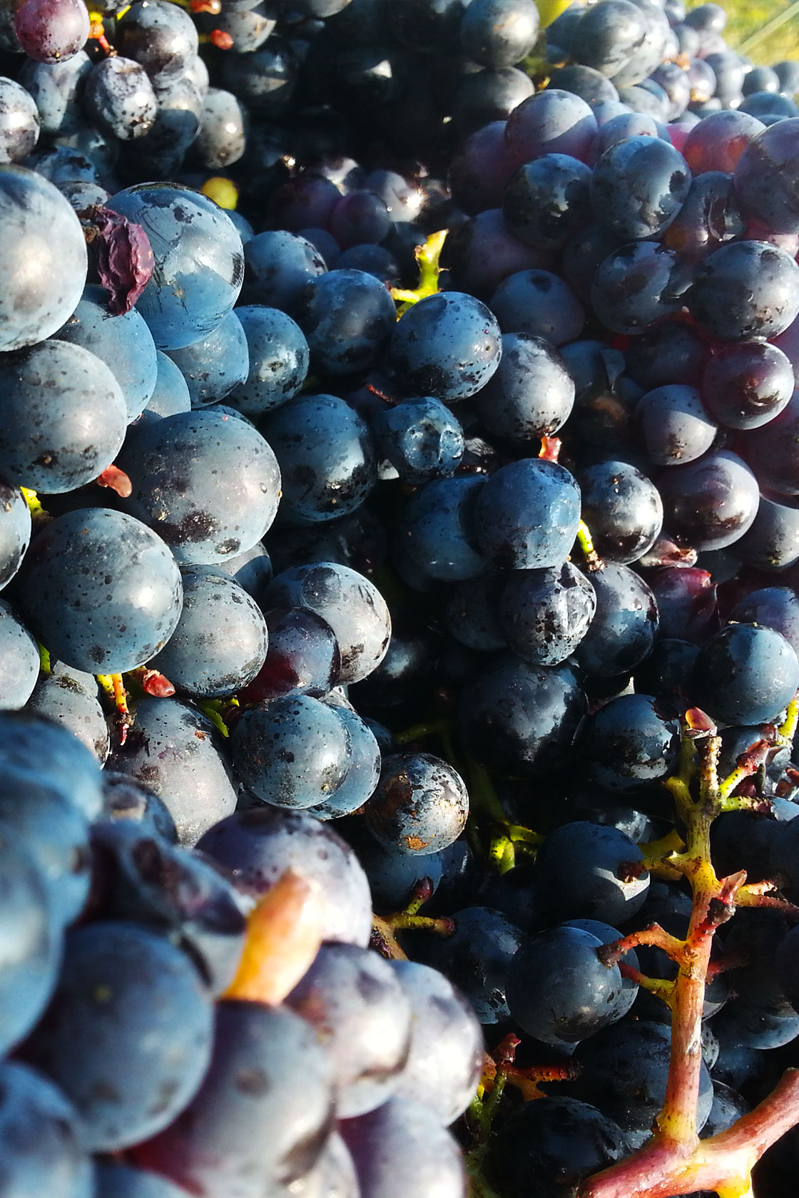Leviarte Wein